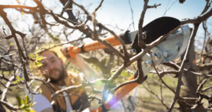 Elagueur débutant en train de découper un branche d'arbre avec un outil d'élagage