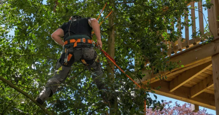 élagueur accroché sur un arbre grâce à sa corde