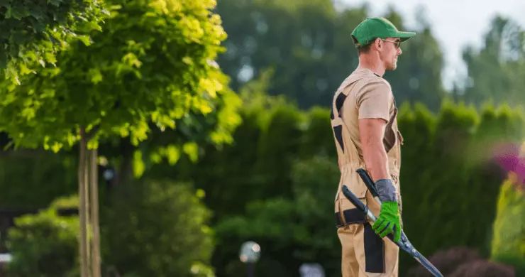 élagueur au milieu de plusieurs arbres élagués