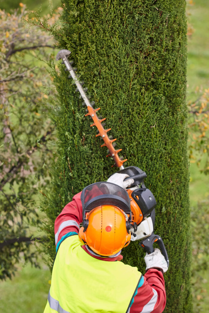 élagage d'un arbre