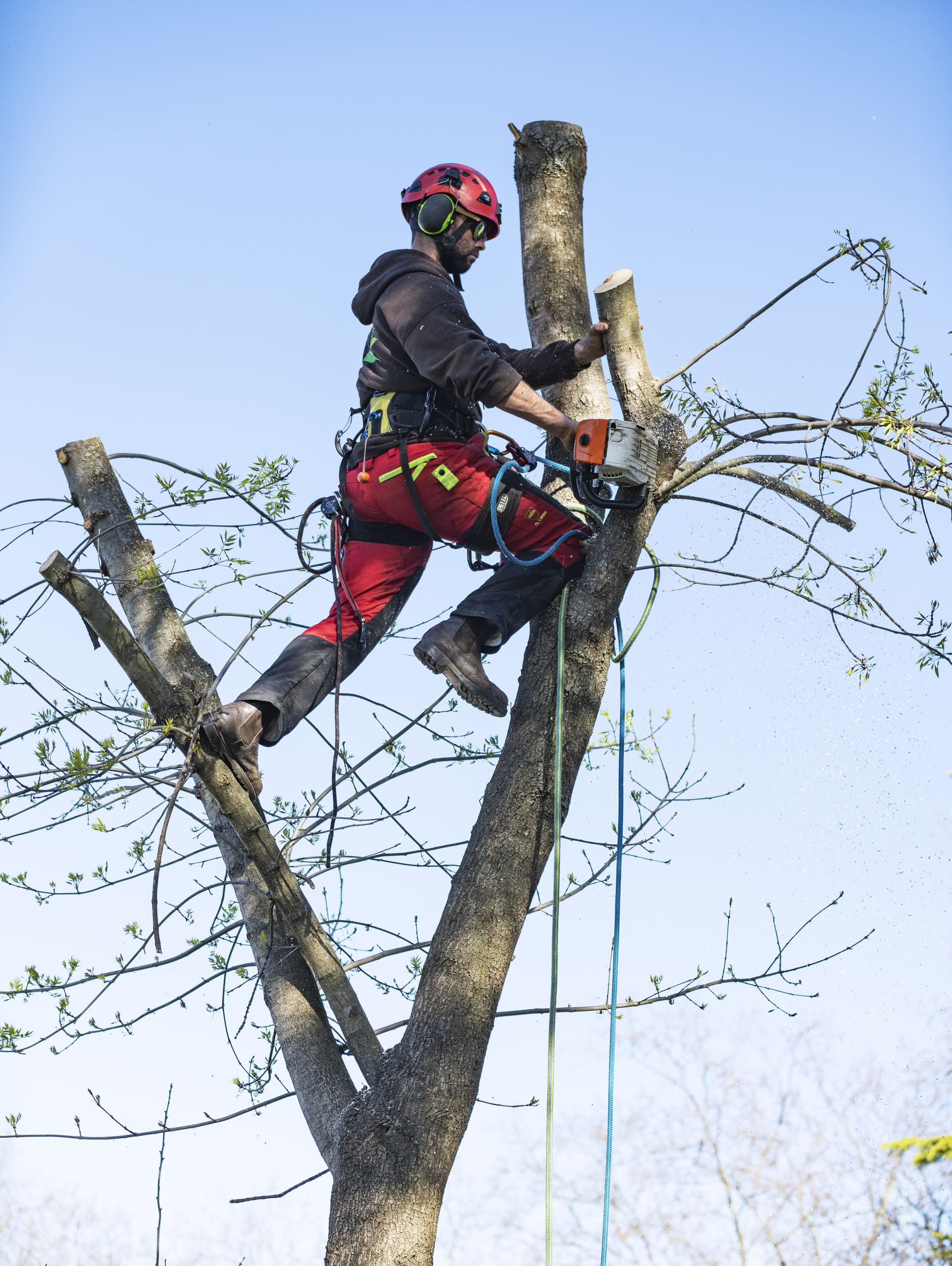 elagueur grimpeur en haut sur un arbre avec sa tronçonneuse