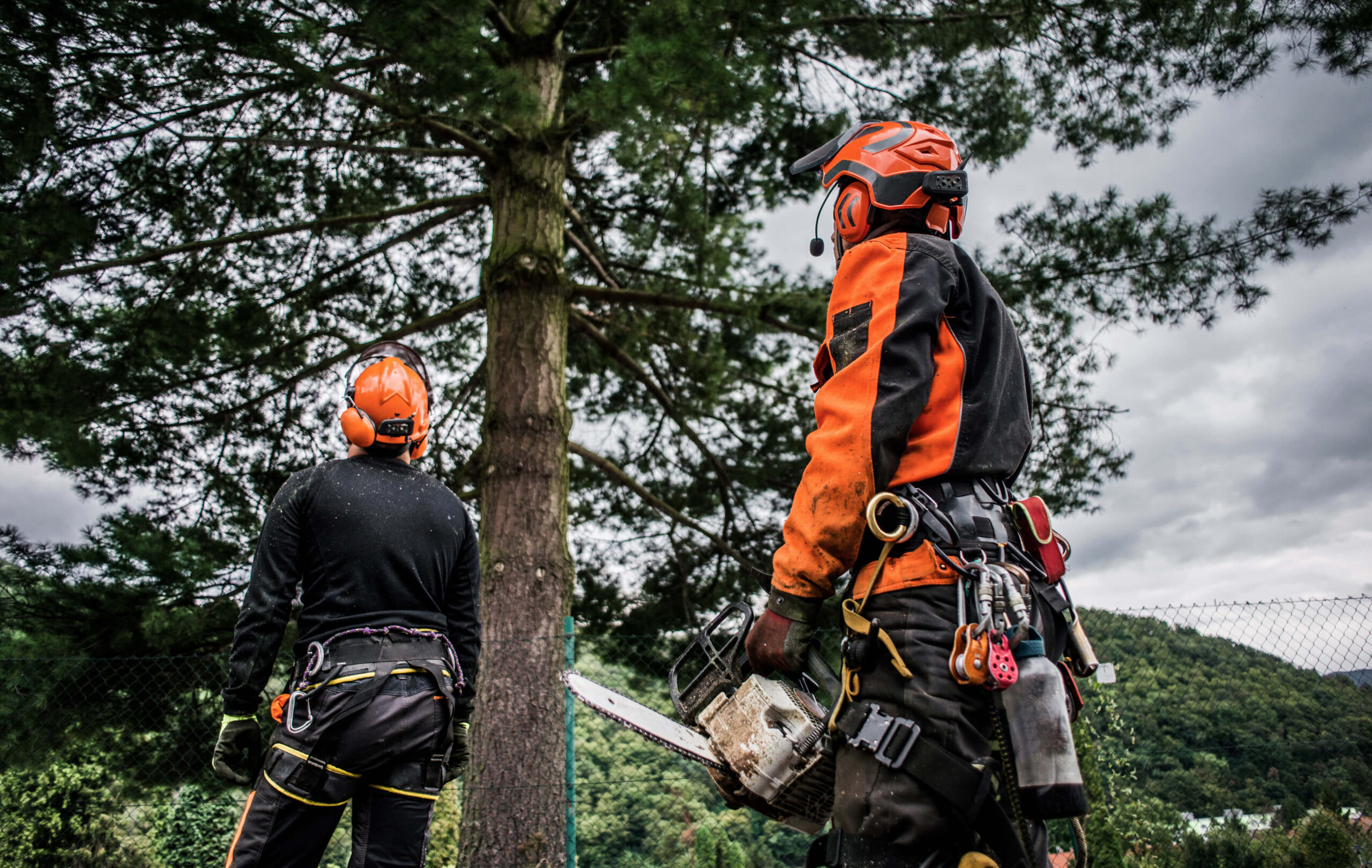 elagueurs observant l'arbre qu'ils vont couper