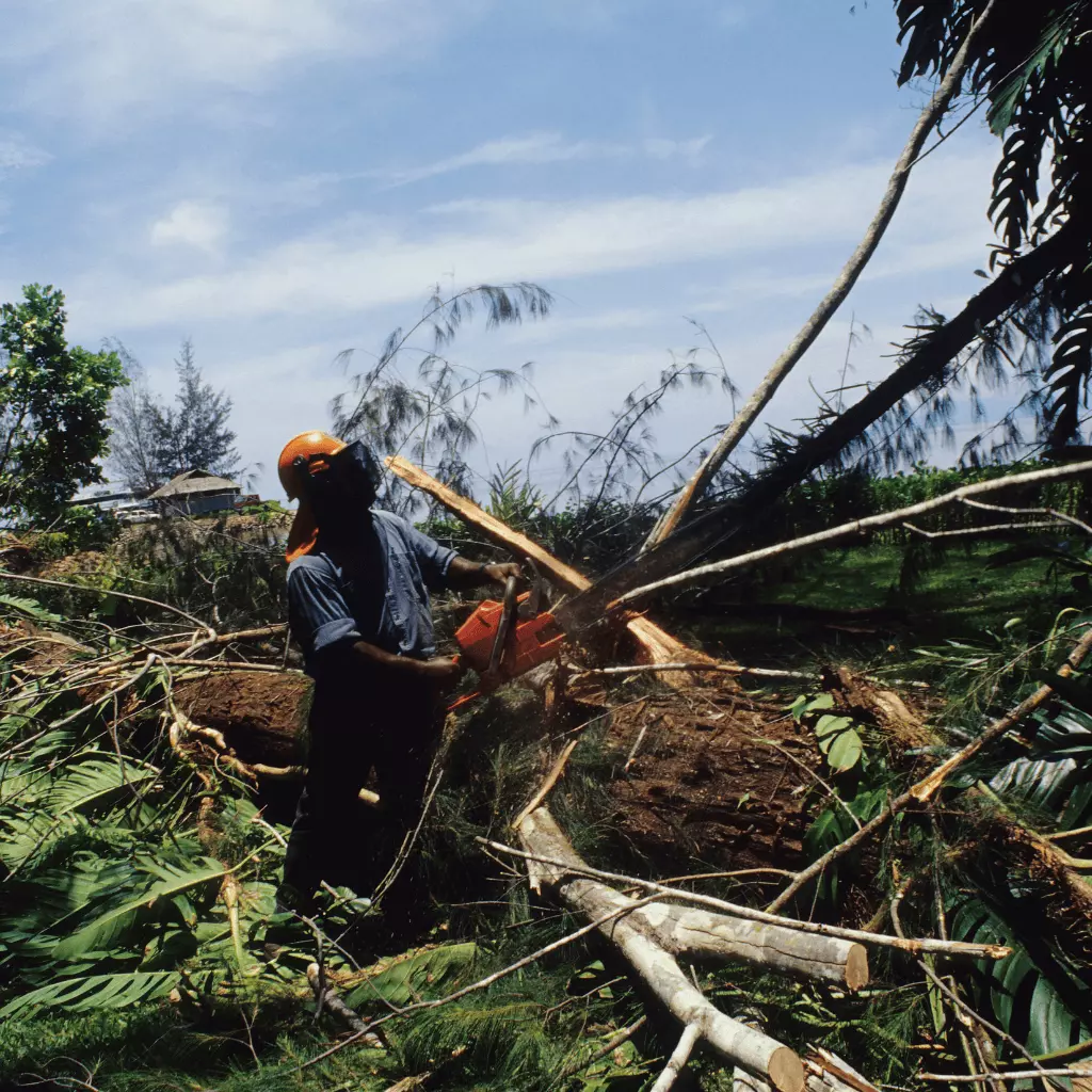 élagueur professionnel qui effectue un abattage d'arbres