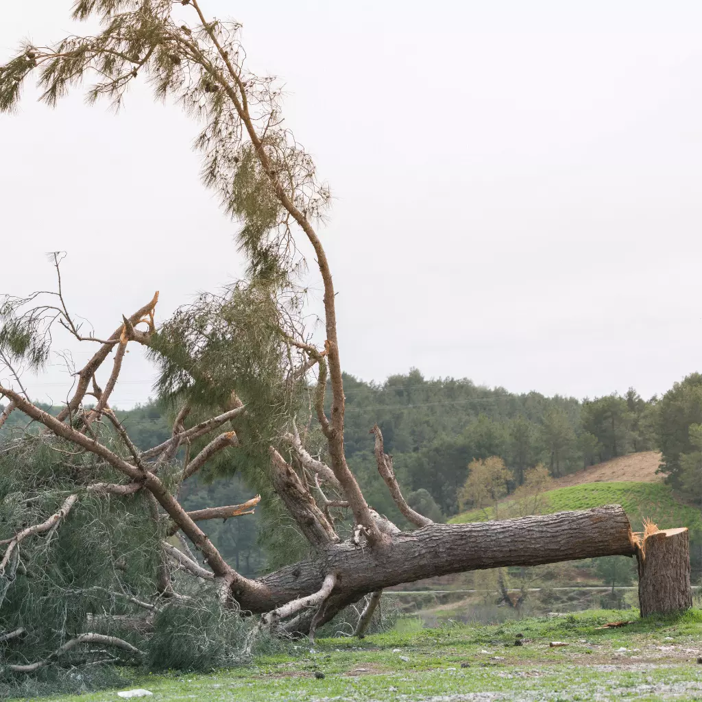 Arbre abattu par un élagueur en pleine foret