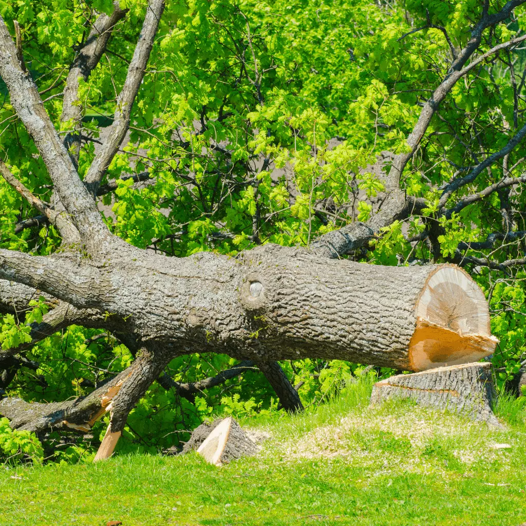 abattage d'un arbre