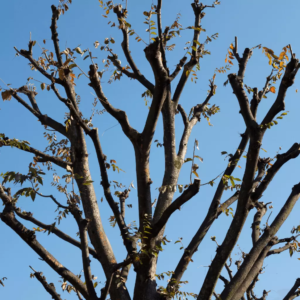 arbre rurale avec toutes ses branches élaguées